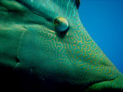 This curious Napoleon stayed with me for 20 minutes, pict... by Pascal Meichtry 